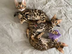 Whatsapp me +96555207281 Lovely Bengal kittens for sale