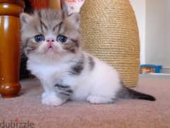 Whatsapp me +96555207281  Cute Exotic  shorthair kittens for sale