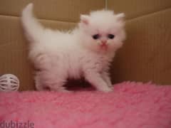 Whatsapp me +96555207281 White persian kittens for sale