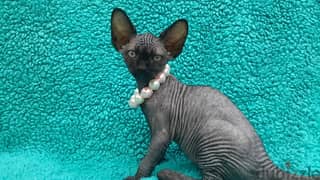 Whatsapp me +96555207281 Two Vaccinated Sphynx kittens for sale