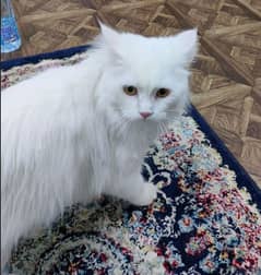 shirazi cat for adoption