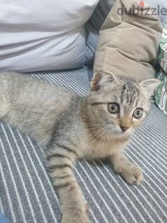 Scotch Cat kitten for Adoption قط صغير سكوتش للتبني