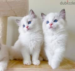 Whatsapp me +96555207281 Two Cute Ragdoll kittens for sale