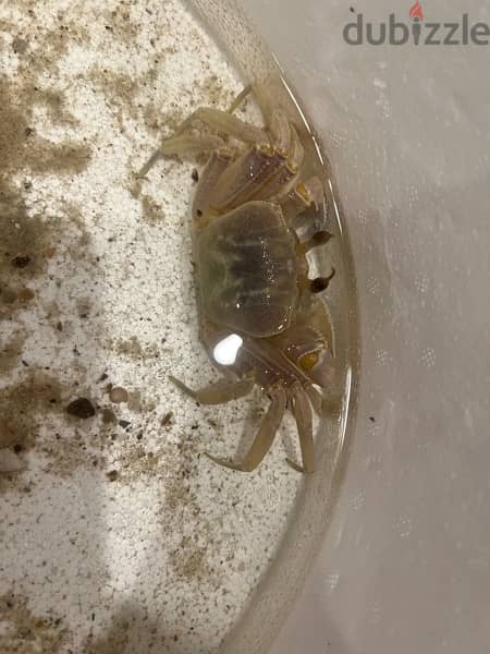 Crab or Cancer for Sale 2
