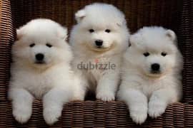 Whatsapp me +96555207281 Vaccinated Samoyed  puppies for sale