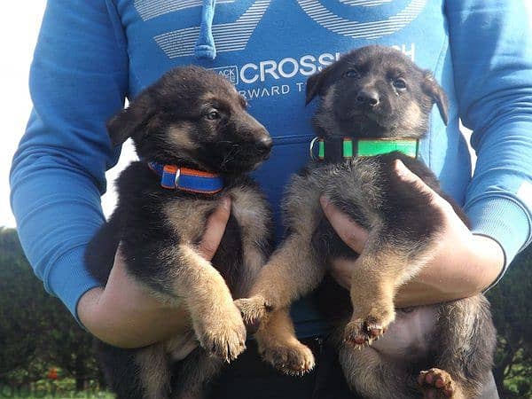 Whatsapp me +96555207281 German Shepherd puppies for sale 1