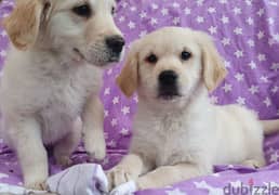 Whatsapp me +96555207281 Golden Retriever  puppies for sale 0