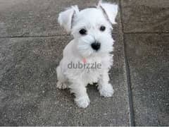 Whatsapp me +96555207281 Miniature Schnauzer puppies for sale