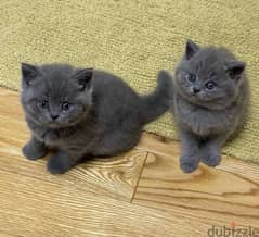 Whatsapp me +96555207281 British Shorthair kittens for sale
