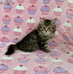 Whatsapp me +96555207281 Siberian kittens for sale 0