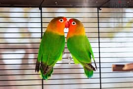 Fischer red beaked love birds. 1 pair (male and female) 0