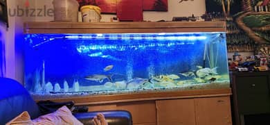 1.75m Fish Tank for Sale 0