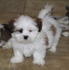 Whatsapp me +96555207281 Shih Tzu  puppies for sale