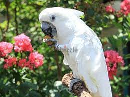 Whatsapp me +96555207281 Talking Umbrella Cockatoos parrots for sale 1