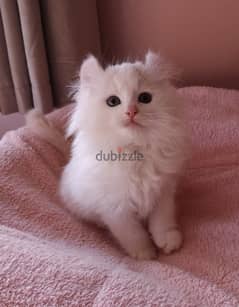 Whatsapp me +96555207281 American Curl kittens for sale
