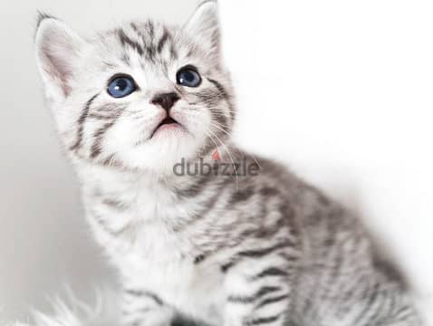 Whatsapp me +96555207281 American Shorthair kittens for sale 1