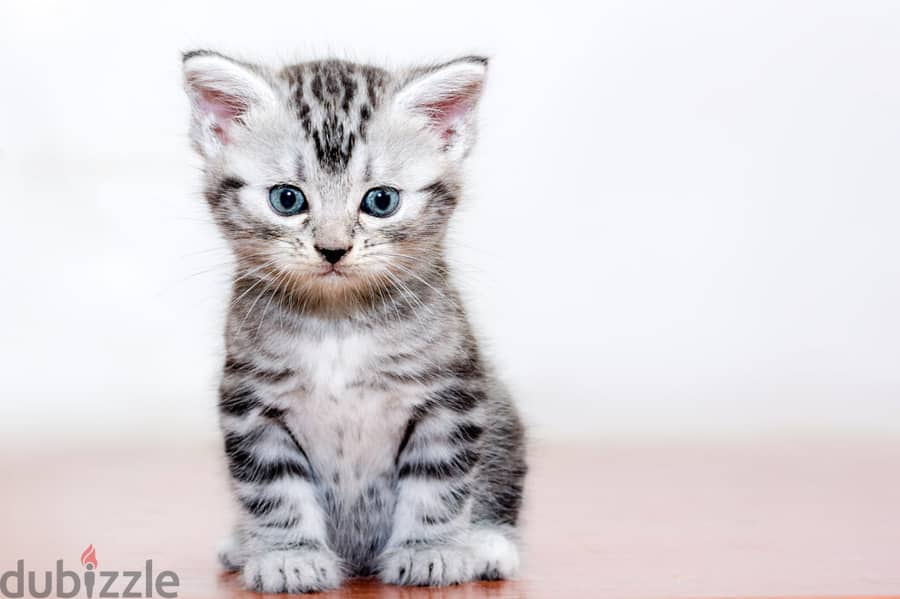 Whatsapp me +96555207281 American Shorthair kittens for sale 3