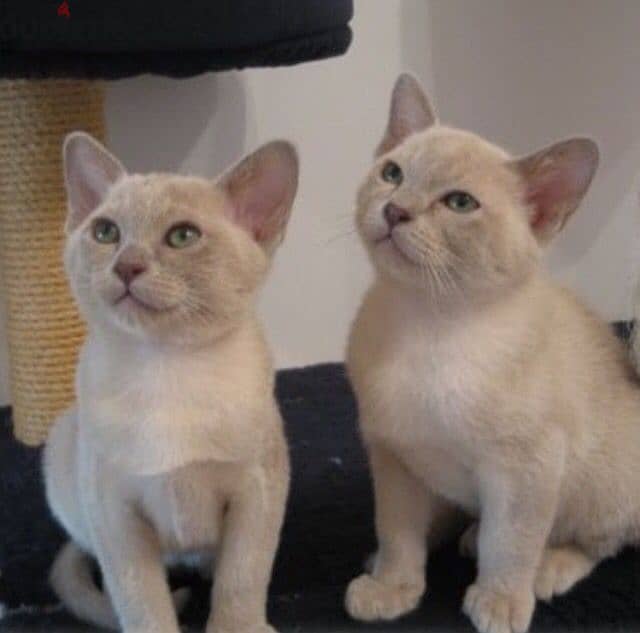 Whatsapp me +96555207281 Burmese kittens for sale 1