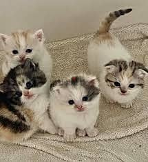 Whatsapp me +96555207281 Manx kittens for sale 2