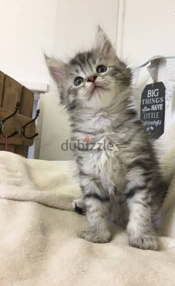 Whatsapp me +96555207281 Maine Coon kittens for sale 1