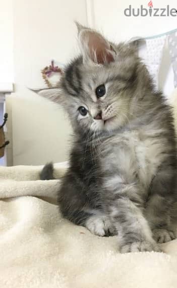 Whatsapp me +96555207281 Maine Coon kittens for sale 4