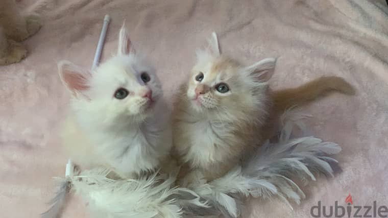 Whatsapp me +96555207281 Maine Coon kittens for sale 7