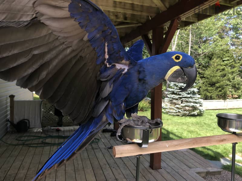 Whatsapp me +96555207281 Healthy Hyacinth Macaw parrots for sale 1