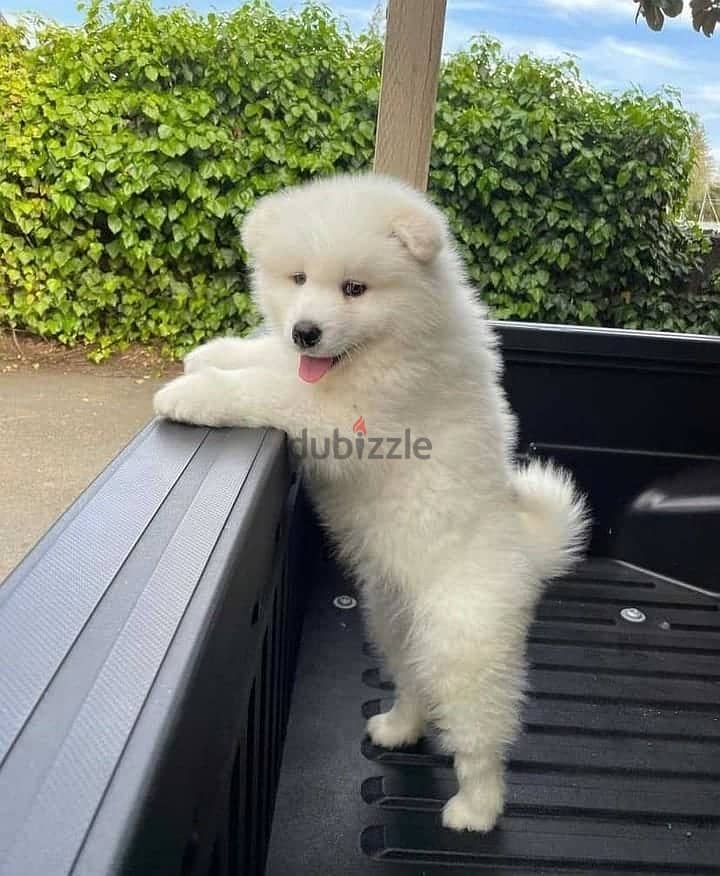 Whatsapp me +96555207281 Vaccinated Samoyed  puppies for sale 1