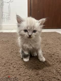 6 kittens for sale