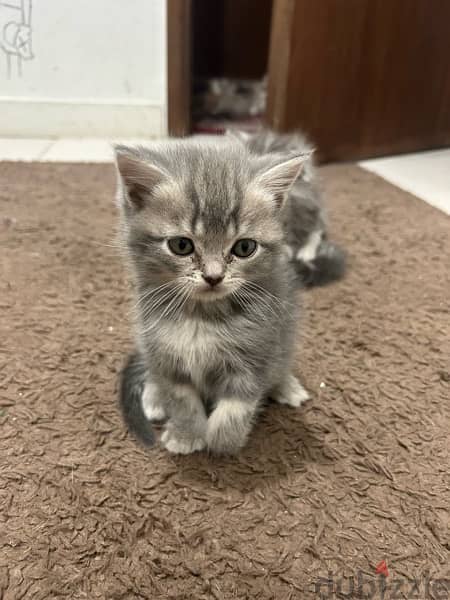 5 kittens for sale 3
