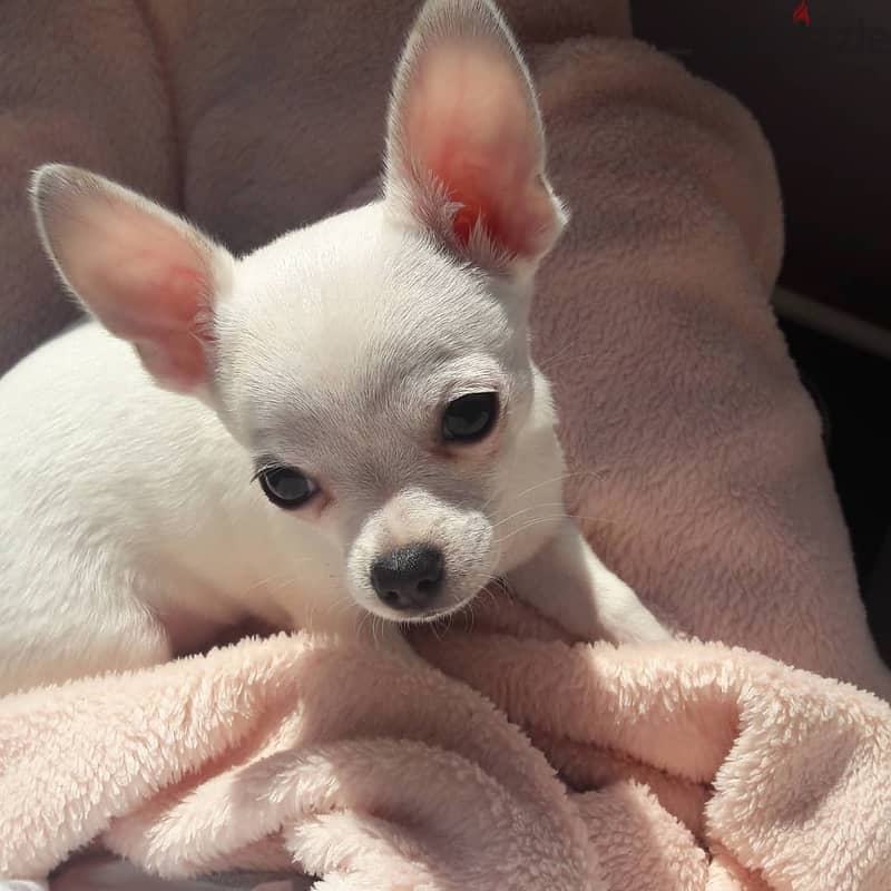 Whatsapp me +96555207281 Chihuahua puppies for sale 1
