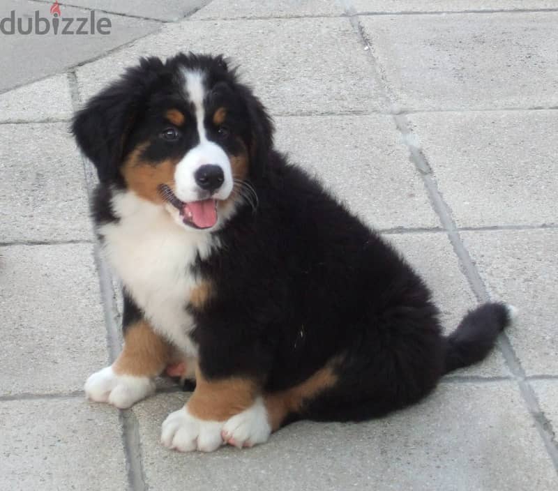 Whatsapp me +96555207281 Bernese Mountain puppies for sale 0
