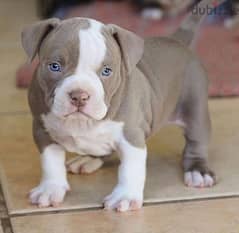 Whatsapp me +96555207281 American pitbull  puppies for sale