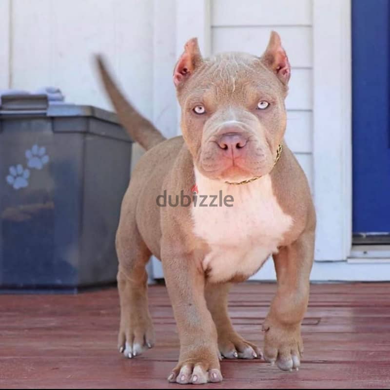 Whatsapp me +96555207281 American pitbull  puppies for sale 1