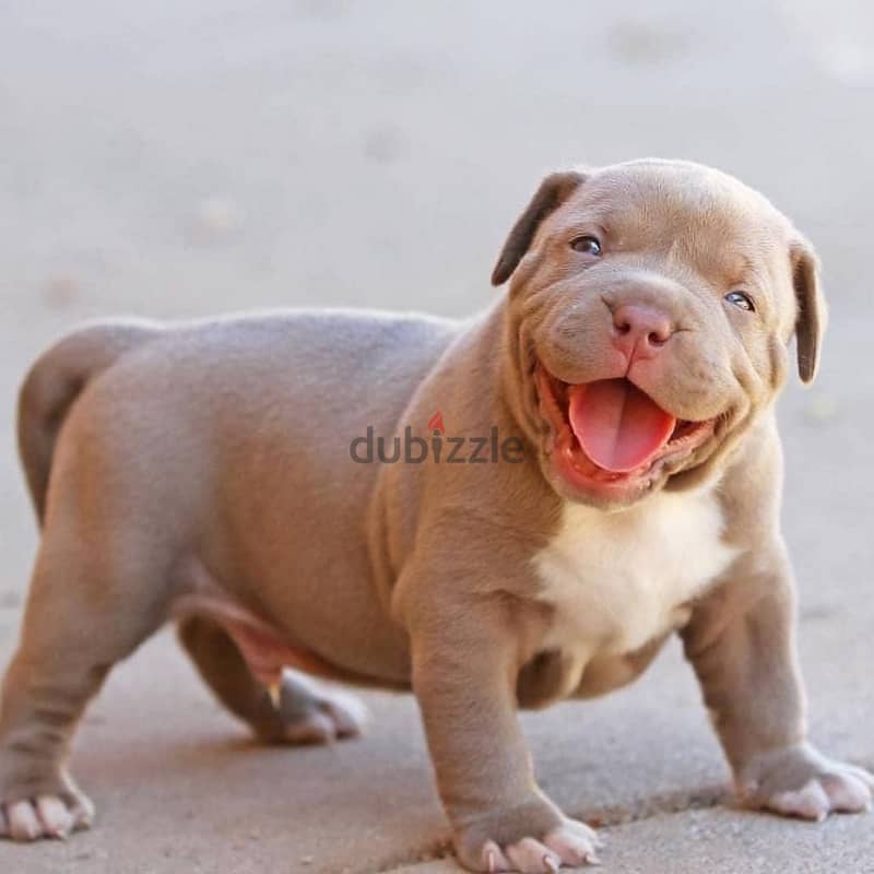 Whatsapp me +96555207281 American pitbull  puppies for sale 2