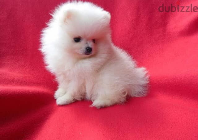 Whatsapp me +96555207281 Cute pomeranian puppies for sale 1
