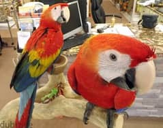 Whatsapp me +96555207281 Gorgeous scarlet macaw parrots for sale