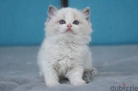 Whatsapp me +96555207281 Friendly Ragdoll kittens for sale 1