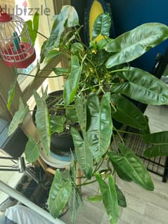 indoor plant  for sale