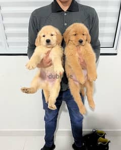 Golden retriever  puppy’s for sale . . WhatsApp:‪ +1(484)718‑9164‬