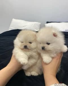 Pomer,anian puppy’s for sale