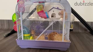 Hamsters with cage are sale