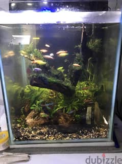 BIG PLANTED AQUARIUM 0