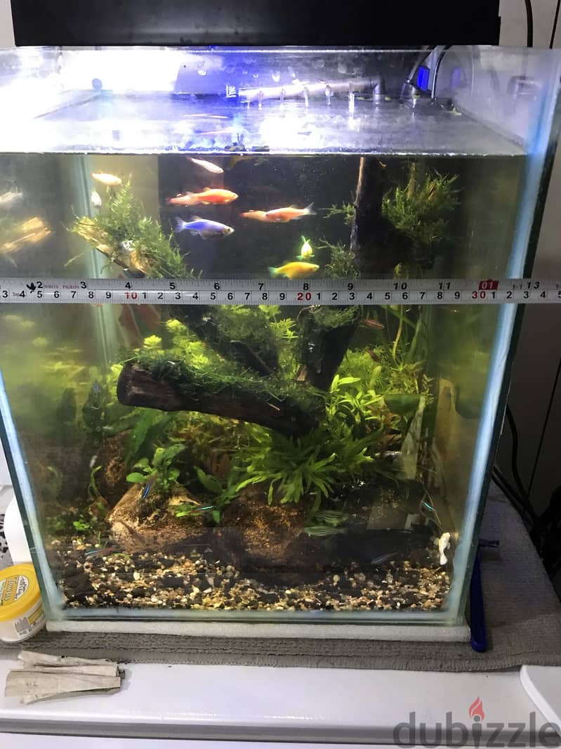 BIG PLANTED AQUARIUM 1