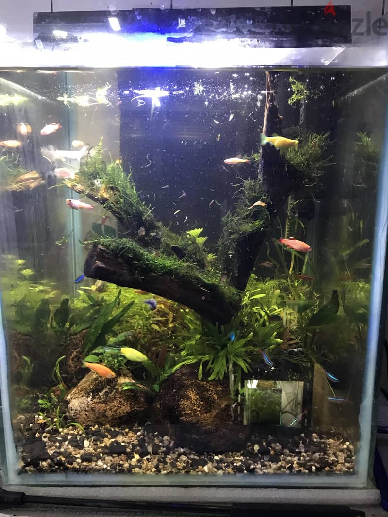 BIG PLANTED AQUARIUM 3