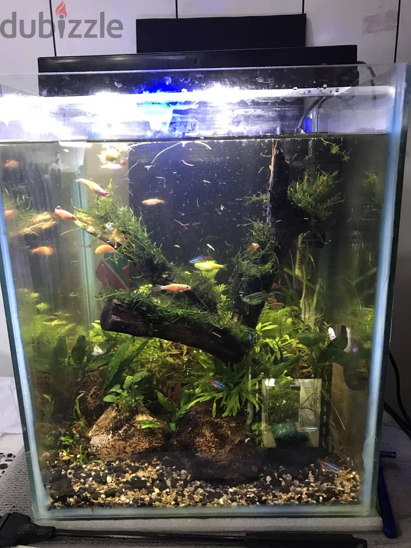 BIG PLANTED AQUARIUM 4