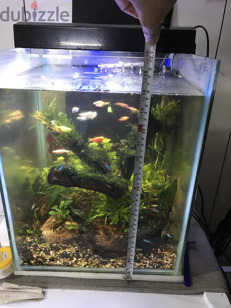 BIG PLANTED AQUARIUM 5