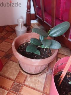 Rubber plant with pot.