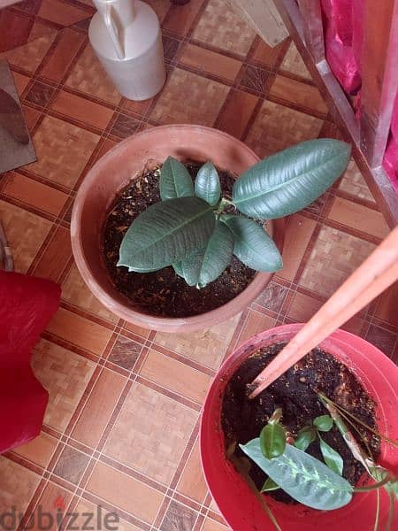 Rubber plant with pot. 1