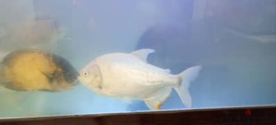 aquarium or fish tank ,Albino pacu,tampaqui pacu, Oscar for sale